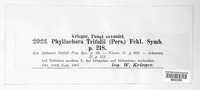 Polythrincium trifolii image